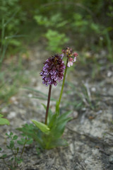 Orchis purpurea
