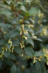 burkwood Osmanthus