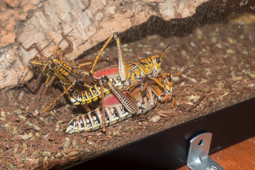 large insects