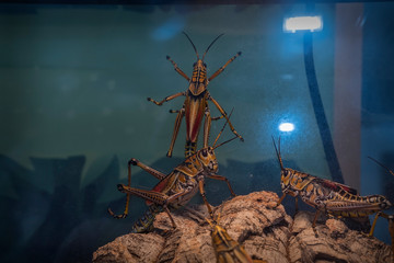 large insects