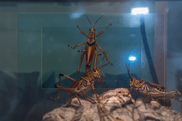 large insects