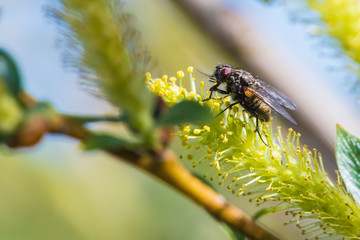 The beautiful macro shot of the alone little fly on the flowering branch of willow on the background of blue sky