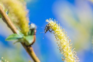 The beautiful macro shot of the alone little bug or the beetle on the flowering branch of willow on the background of blue sky