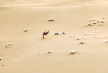 Camels are on the sand dunes at dawn in the Sahara desert. Morocco