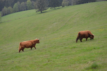 Hochlandrinder