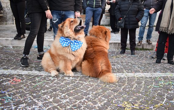 Cane con il papilion