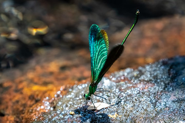 Portrait of damselfly - Chinese Greenwin (Neurobasis chinensis chinensis)