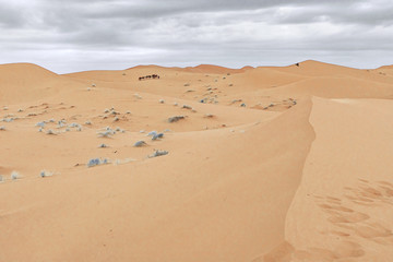 Camels are on the sand dunes at dawn in the Sahara desert. Morocco