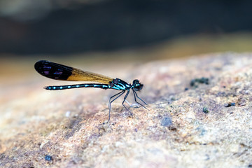 Portrait of damselfly - Common Blue Jewel (Rhinocypha perforata perforata)