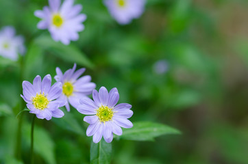 ミヤコワスレの花