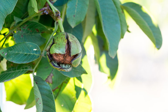 The walnut with a cracked shell is ripening on the tree_