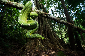 Emerald tree Boa