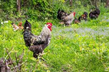 Cock and chickens among grass and flowers in the garden of the farm_