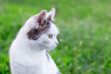 Portrait of a white cat against a background of green grass, cat looks aside_