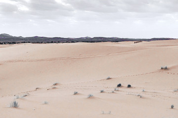 Camels are on the sand dunes at dawn in the Sahara desert. Morocco