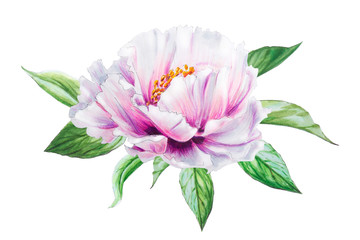 Obraz premium Beautiful white peony. Bouquet of flowers. Floral print. Marker drawing. Watercolor painting. Wedding and birthday composition. Greeting card. Flower painted background. Hand drawn illustration.