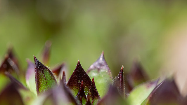 macro von gr&uuml;n lila Pflanzen im Steinbeet Hintergrund unscharf