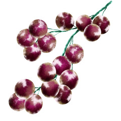 Grape Fruit Material