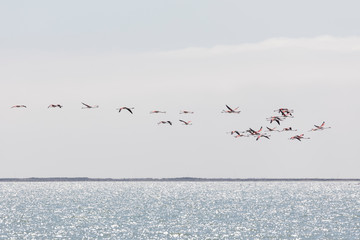 Flock of Greater flamingos, Phoenicopterus roseus, flying in Camargue, France