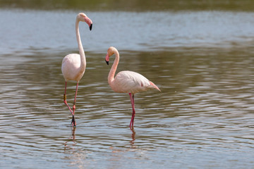 Paring of Greater flamingos, Phoenicopterus roseus, in Camargue, France