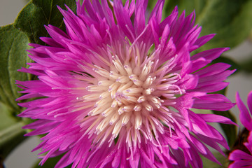 Beautiful purple pink artichoke flower close up.