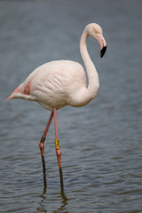 Portrait of a Greater flamingos, Phoenicopterus roseus, in Camargue, France