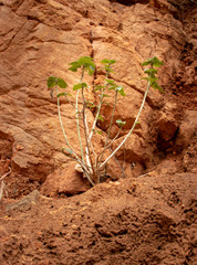 Small tree Isolated growing in concrete holes
