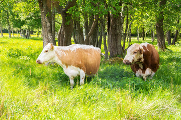 Local cattle (cow and bull) in the meadows of Kauklahti, Espoo, Finland