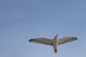 Bird flying. Seagull caught in flight close-up