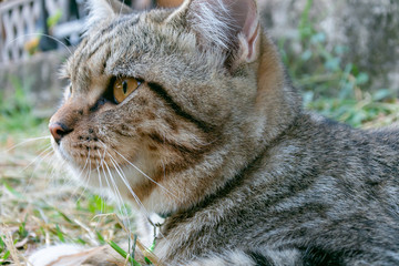 Cat portrait