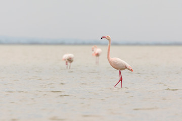 Greater flamingos, Phoenicopterus roseus, in Camargue, France
