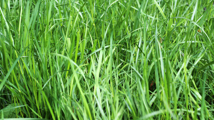 Close up of fresh thick grass 