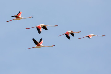 Flock of Greater flamingos, Phoenicopterus roseus, flying in Camargue, France