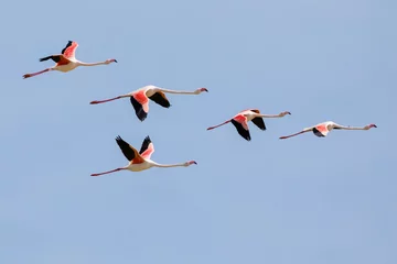 Fotobehang Flock of Greater flamingos, Phoenicopterus roseus, flying in Camargue, France © florent