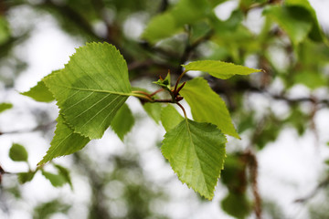 Young birch leaves so close