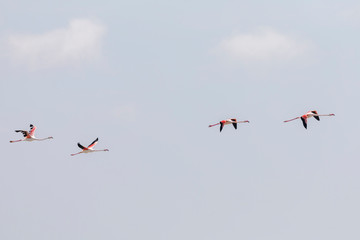 Flock of Greater flamingos, Phoenicopterus roseus, flying in Camargue, France