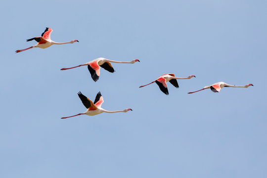 Flamingo Flying Images – Browse 58,330 Stock Photos, Vectors, and Video |  Adobe Stock