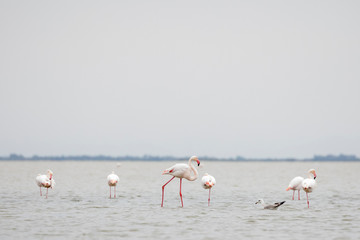 Flock of Greater flamingos, Phoenicopterus roseus, in Camargue, France