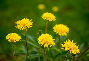 Flowering dandelions