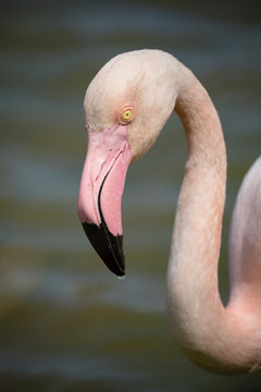Headshot of a Greater flamingos, Phoenicopterus roseus, in Camargue, France