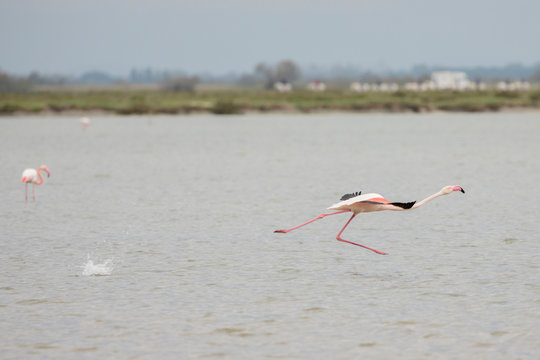 Greater flamingos, Phoenicopterus roseus, taking off in Camargue, France