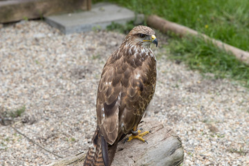eagle