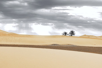 Fototapeta na wymiar Sand dunes and palm in the Sahara Desert