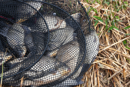 good catch of crucian carp in the keepnet