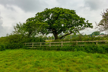 A view of a majestic tree along a wooden fence with grass and green vegetation under a white cloudy sky