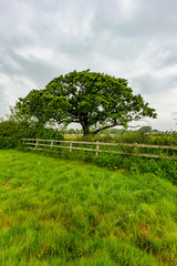 A view of a majestic tree along a wooden fence with grass and green vegetation under a white cloudy sky