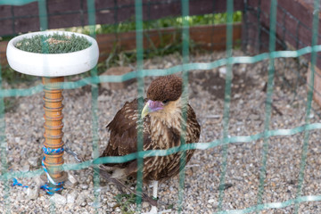 eagle in cage