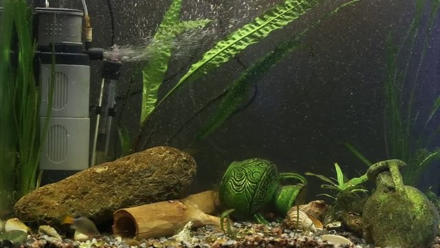 xenotoca eiseni red tailed family aquarium fish