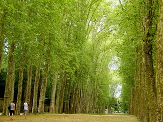 French Trees