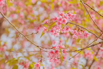 beautiful prunus cerasoides or Wild Himalayan Cherry Blossom on branches with blue sky background at Khun Wang Royal Project, Doi Inthanon, Chiang Mai, northern of Thailand.